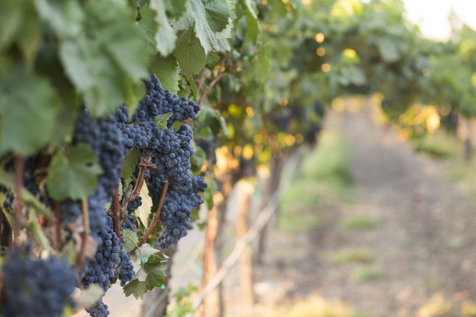 Livermore-Wine-Country-_-Meridith-Robertson1.jpg